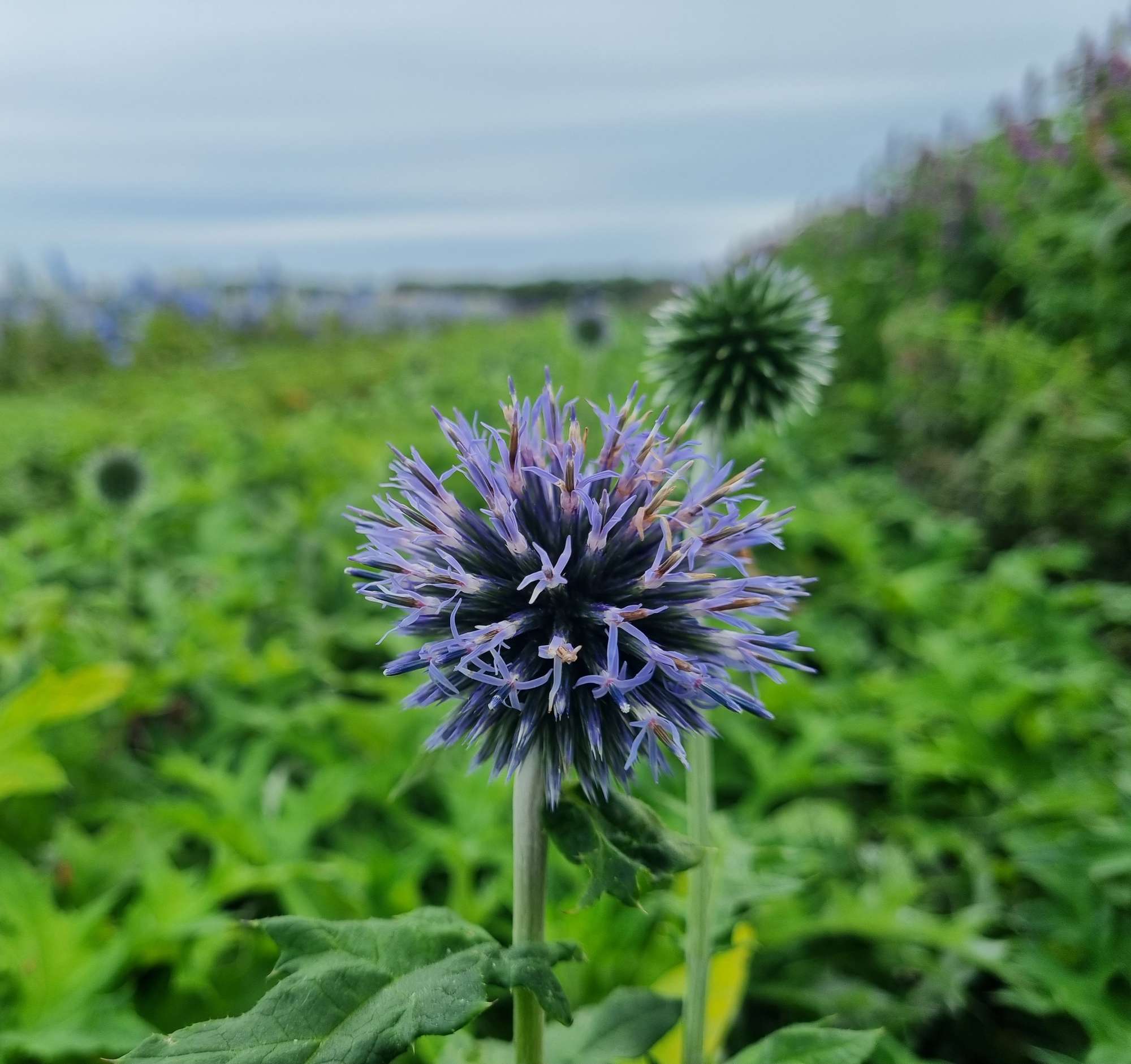 Blå bolltistel 'Blue Glow'
